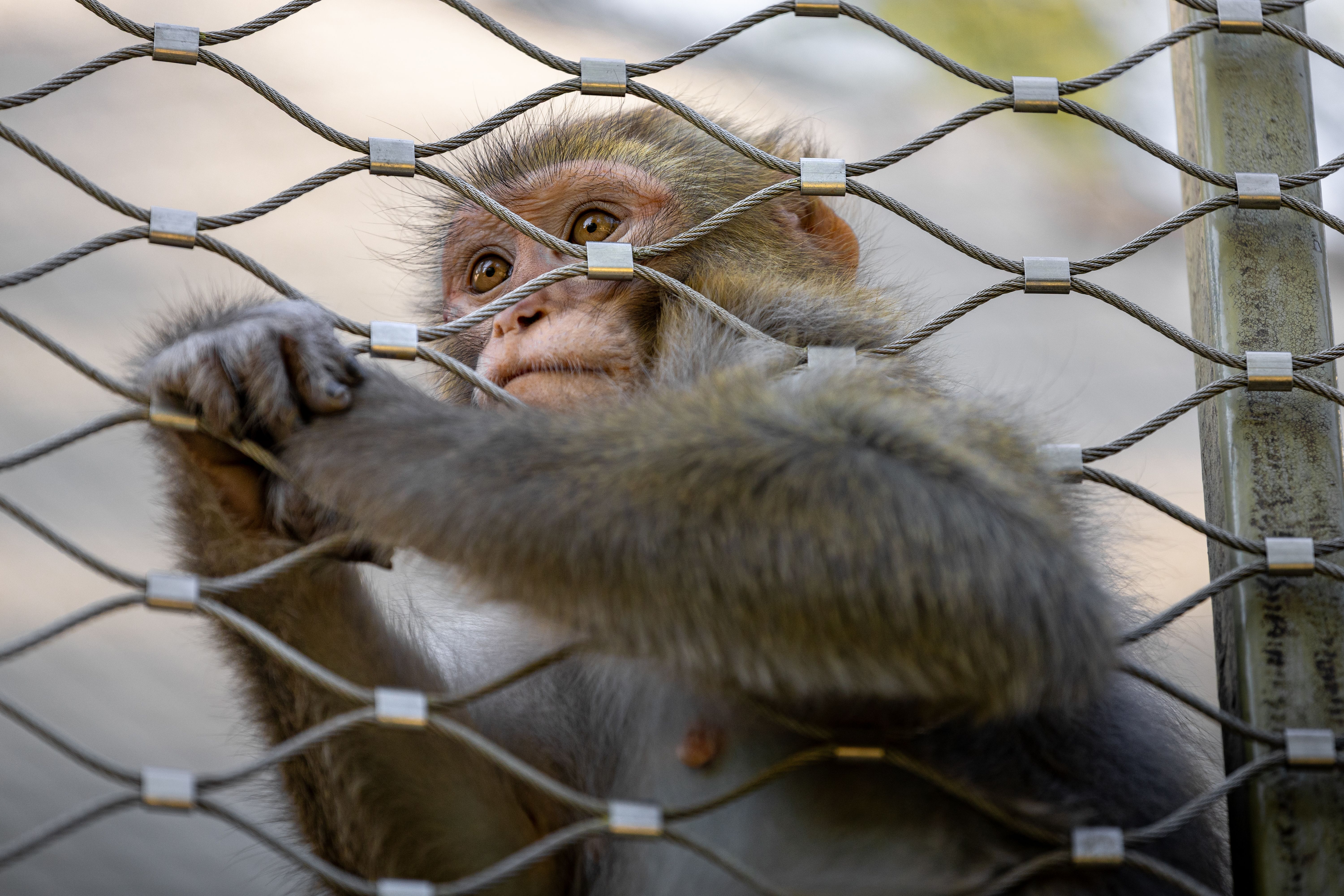 Meme Coin Promoters Arrested in Japan Zoo Break-In as Fear Index Hits 25