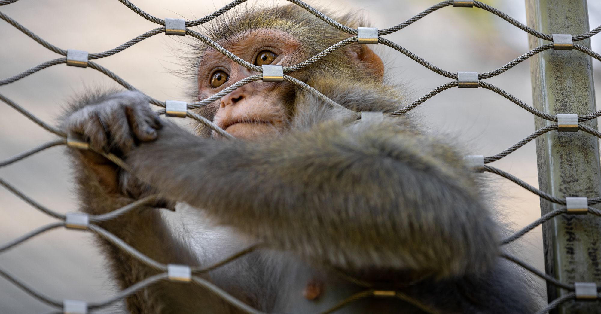 Meme Coin Promoters Arrested in Japan Zoo Break-In as Fear Index Hits 25