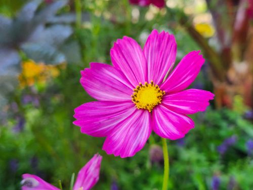 Free Close-up of a vibrant pink cosmos flower with yellow center in a garden setting. Stock Photo