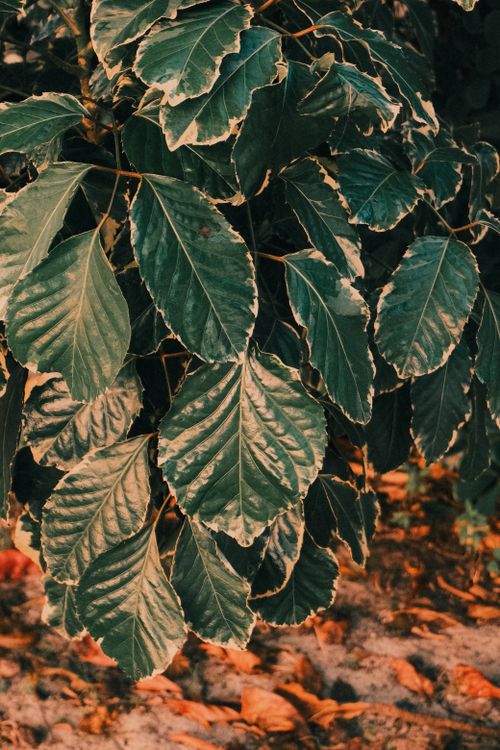 Free Detailed view of lush green leaves with autumn tones, creating a warm and earthy scene. Stock Photo