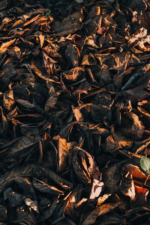 Free A captivating view of dry autumn leaves illuminated by warm, soft sunlight, creating a rich texture. Stock Photo