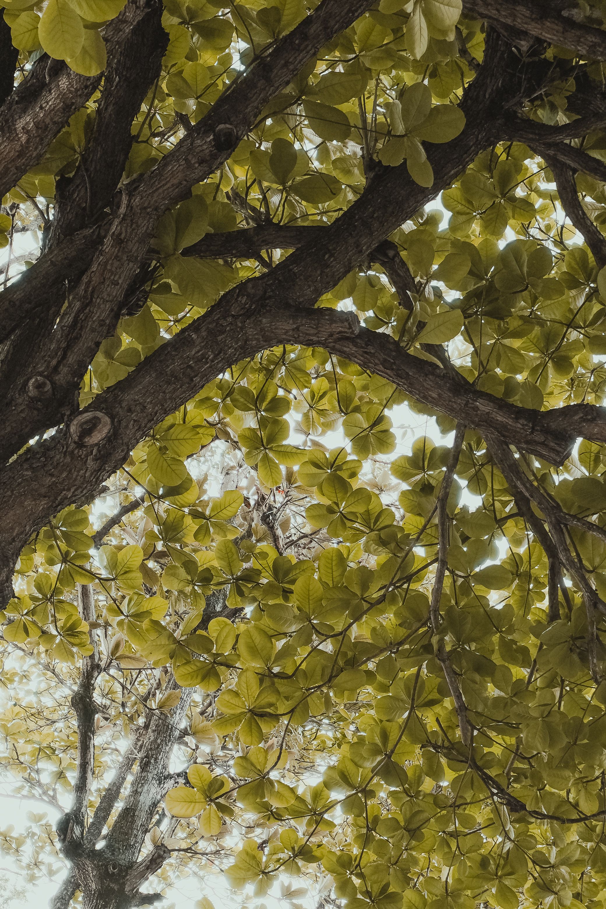 Fotomural Una vista vibrante de la frondosa copa de los árboles en Natal, Brasil, que captura la exuberante belleza de la naturaleza.
