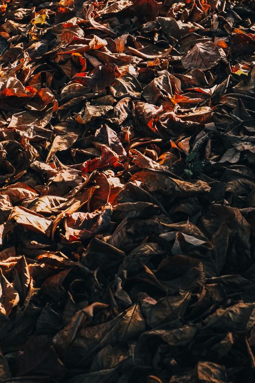 Free Dry leaves on the ground in warm sunlight create an autumnal texture in Natal, Brazil. Stock Photo