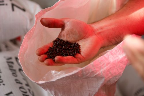 Free Close-up of a hand holding dark roasted coffee beans over an open bag. Stock Photo