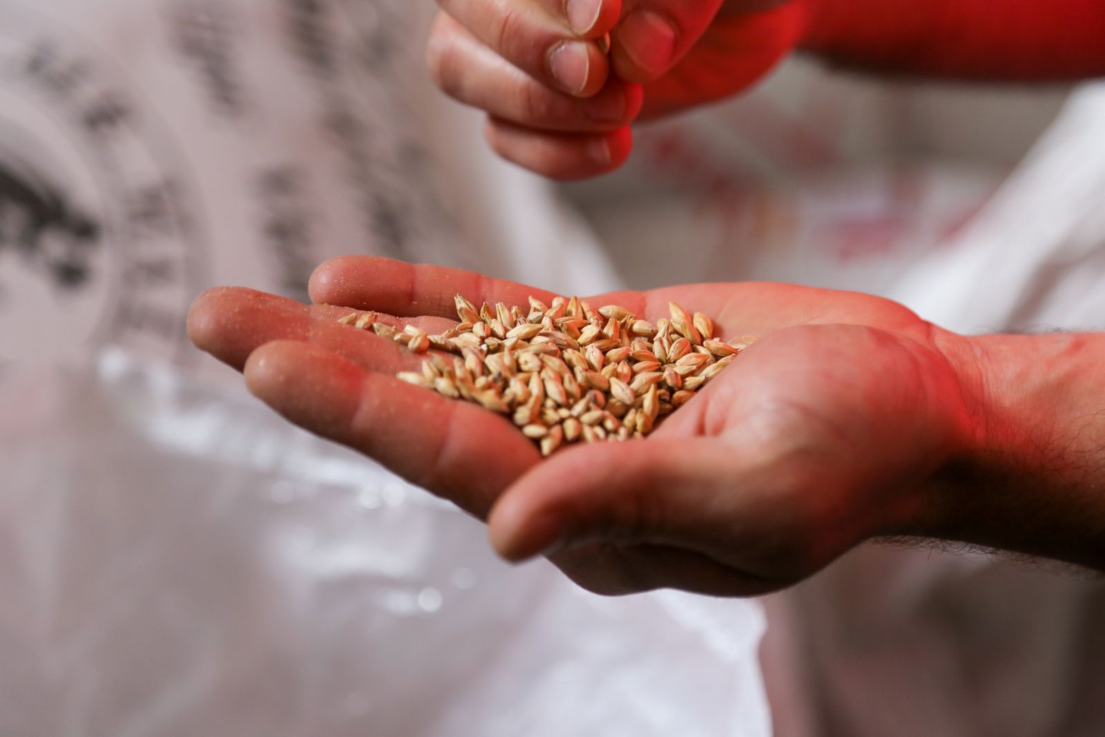 Hands holding malted barley grains
