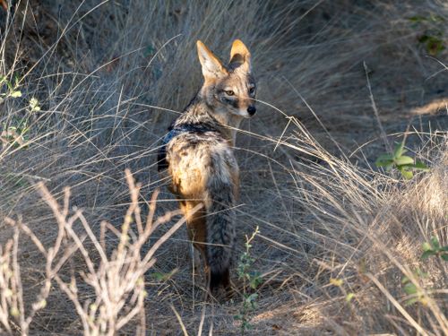 Free Black-backed jackal standing in dry grassland, gazing back. Stock Photo
