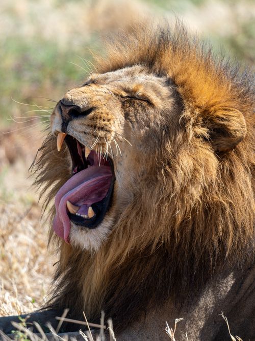 Free Close-up of a lion yawning in a sunny savannah, showcasing the wild and majestic nature of the species. Stock Photo