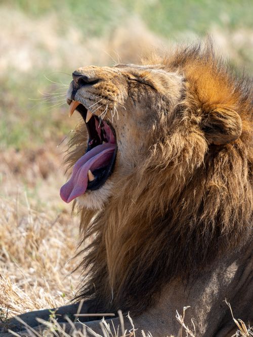 Free Close-up of a lion yawning in the wild, showcasing its impressive mane and fierce teeth. Stock Photo