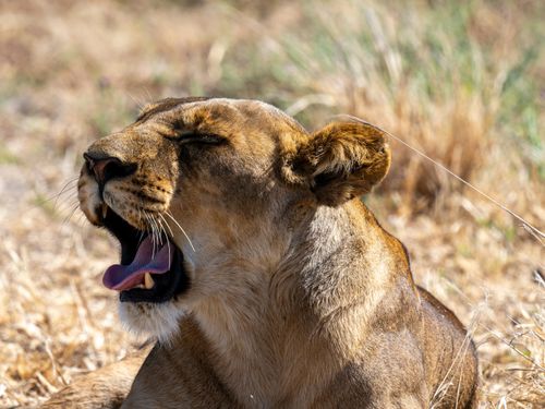 Free Close-up of a lioness yawning in the wild, showcasing its majestic beauty. Stock Photo