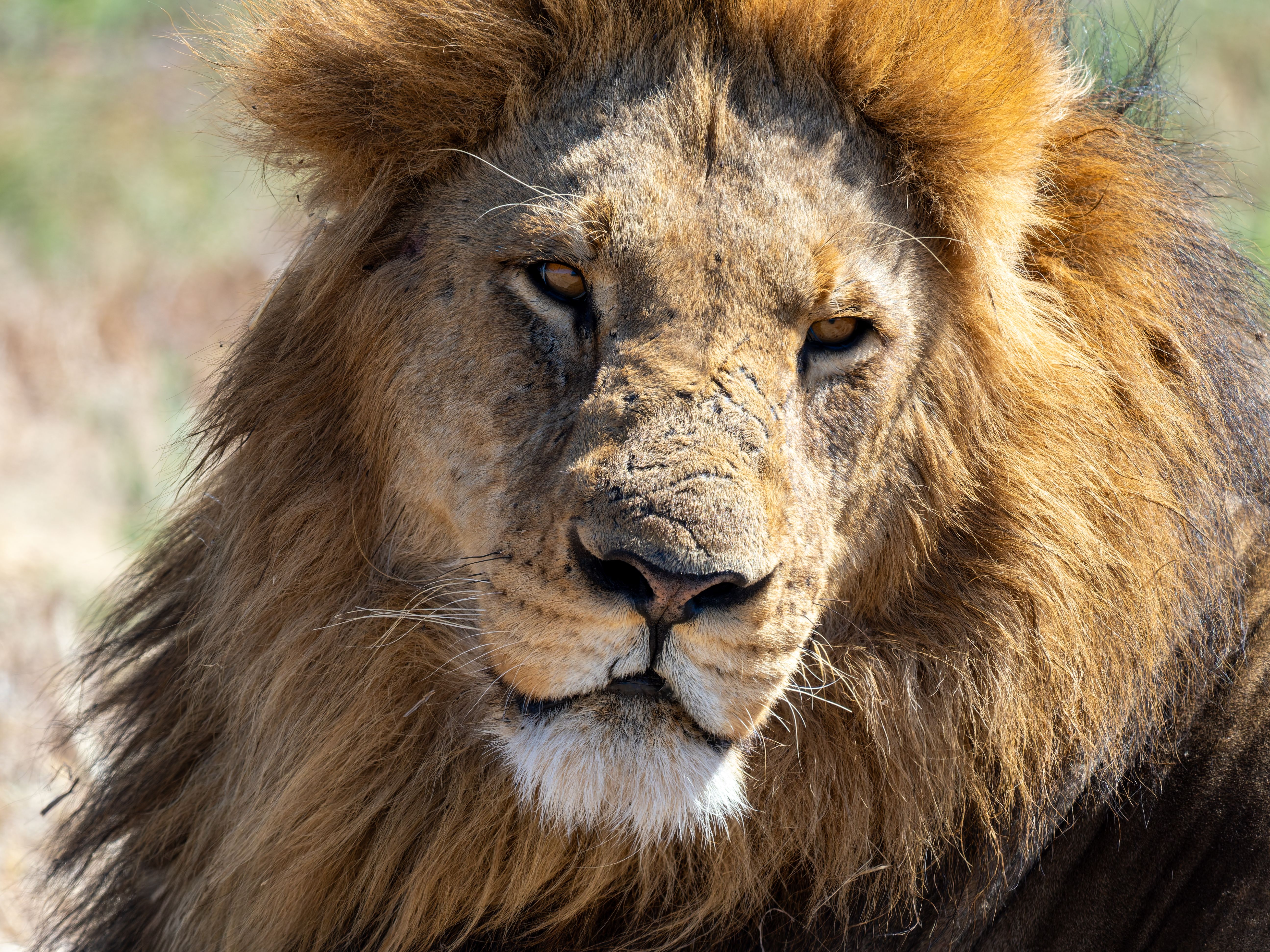 Detailed close-up of a majestic African lion showcasing its regal mane and powerful gaze.