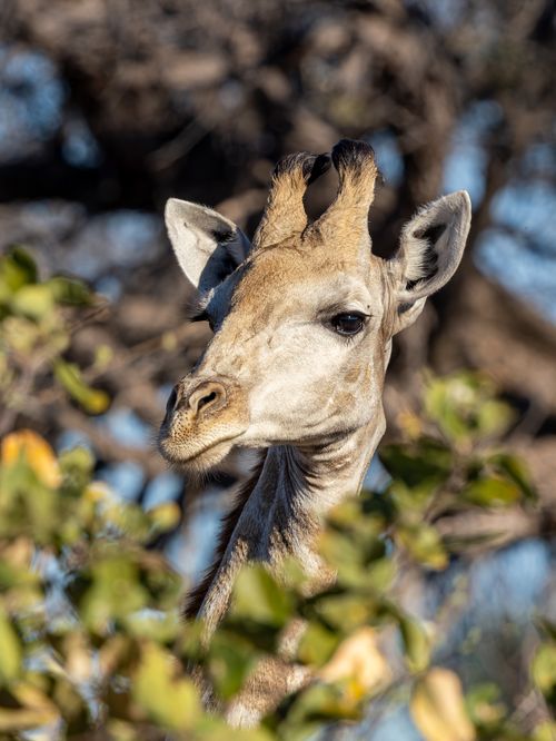 Free A close-up view of a giraffe peeking through foliage under clear sky. Stock Photo