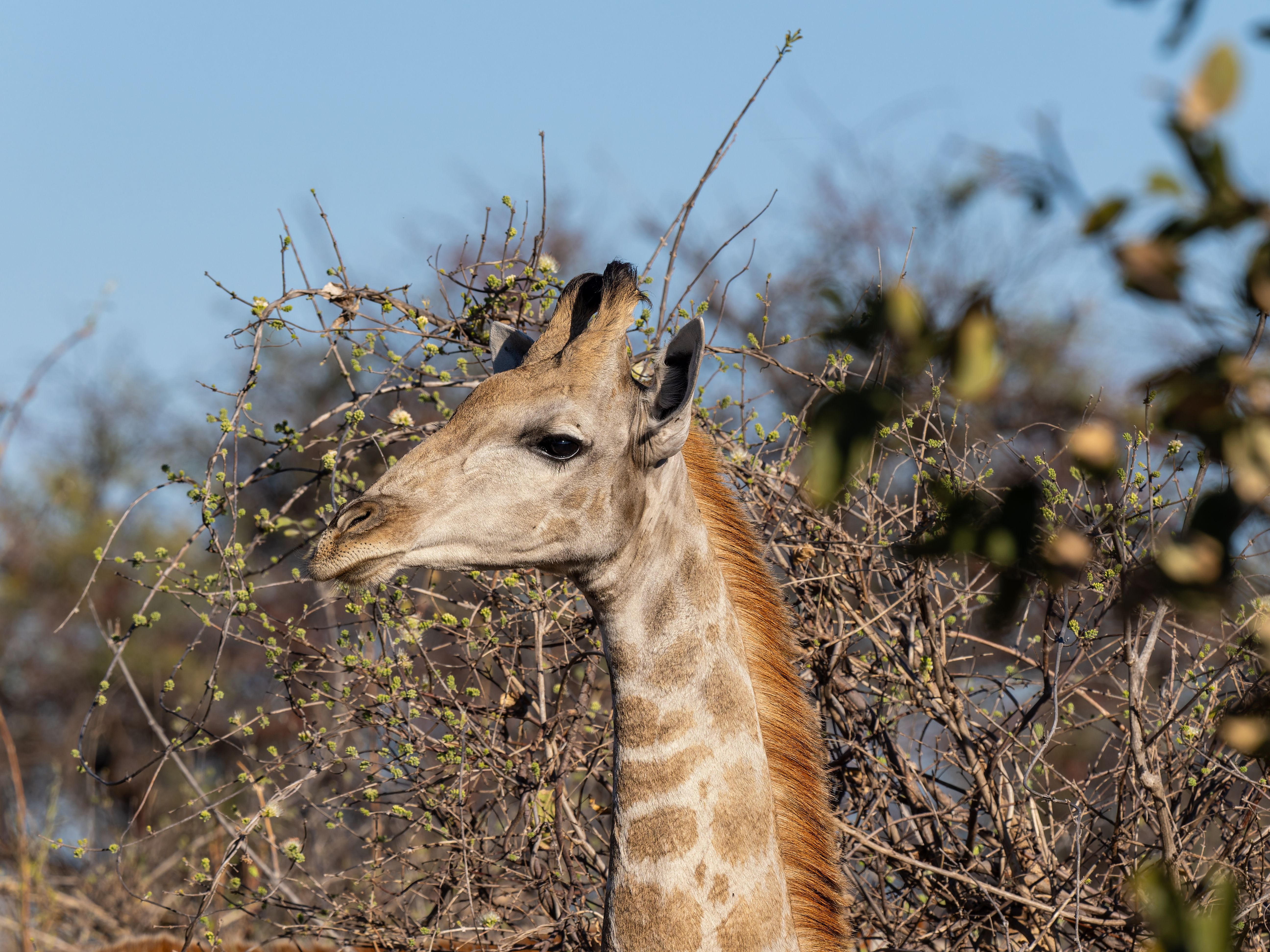 Close-up view of a giraffe amidst the bush in a natural habitat under clear blue sky.