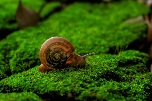 Free Close-up of a brown garden snail crawling on vibrant green moss, showcasing nature's detail. Stock Photo