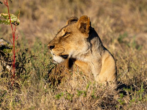 Free Majestic lioness basking in the sunlight of the African savanna, displaying natural beauty and grace. Stock Photo