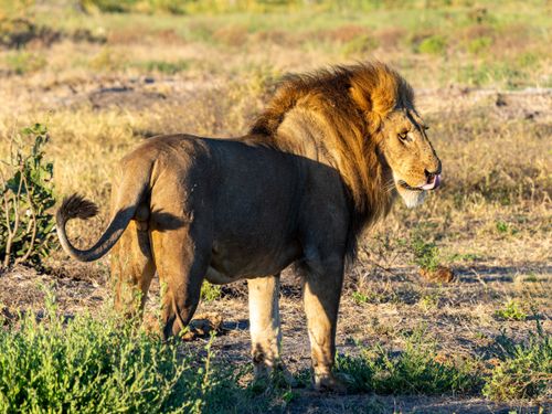 Free A majestic lion standing in the sunlit savanna of Africa, showcasing its powerful build. Stock Photo