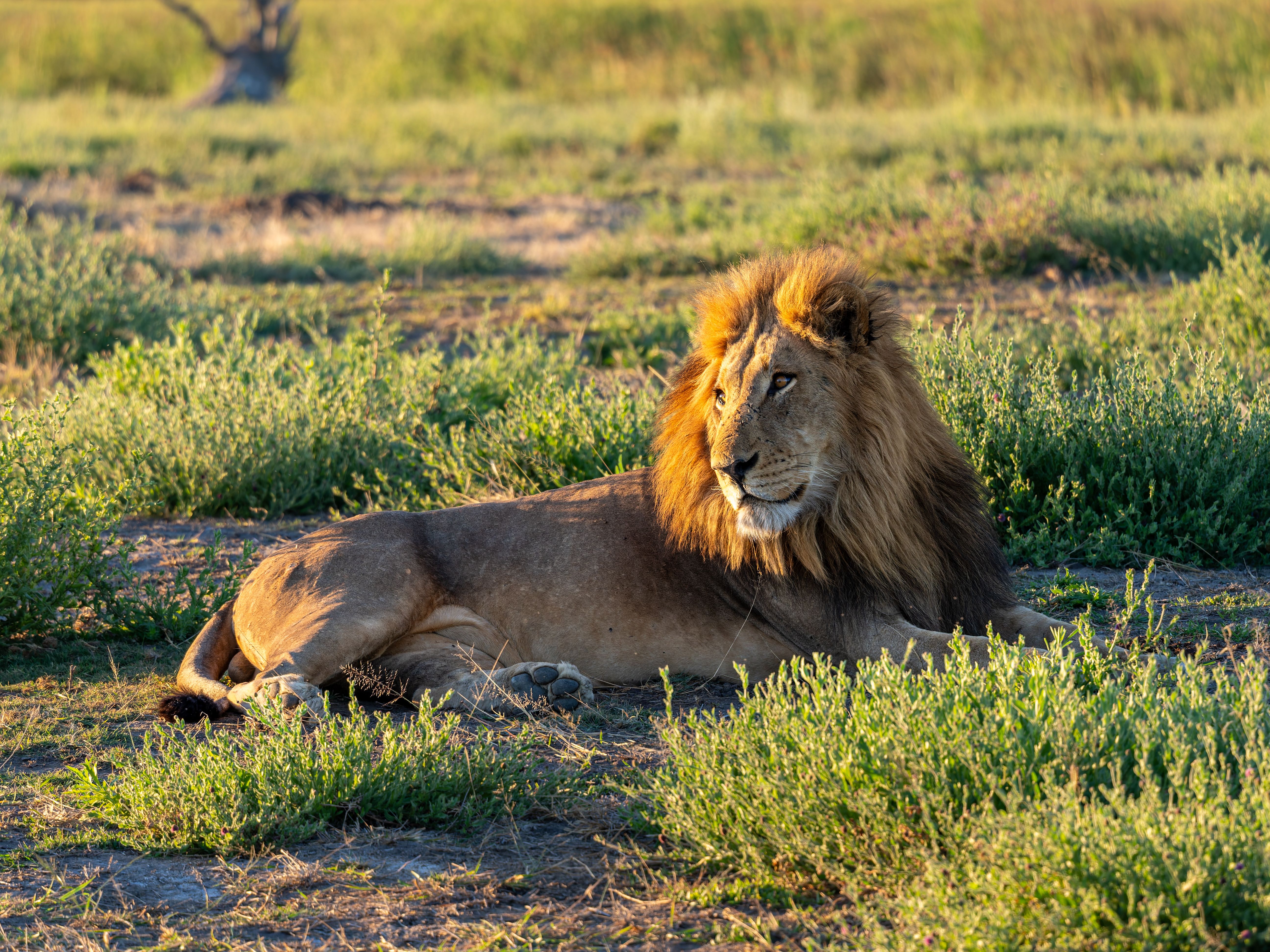 A majestic lion rests in the grassy savanna during sunset, showcasing the wild beauty of nature.