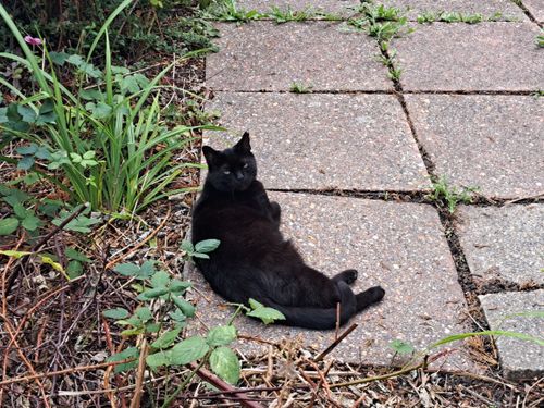 Free stock photo of black, black cat, cat Stock Photo