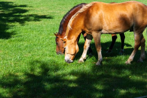 Free Two horses grazing on a lush green field in Coesfeld, NRW, capturing a serene outdoor moment. Stock Photo