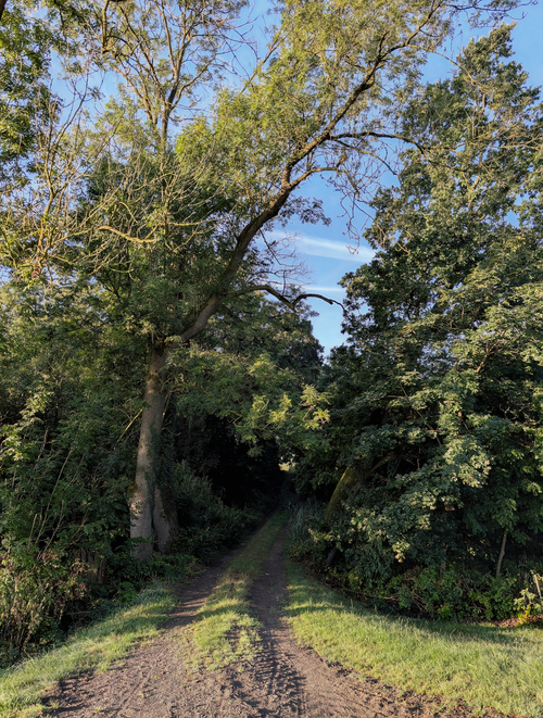 Free A tranquil dirt path through lush woodland in the early morning sunlight. Stock Photo