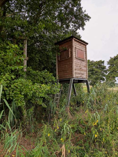 Free A wooden hunting stand elevated among lush green foliage in a forest clearing. Stock Photo