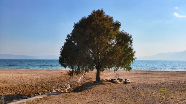 一棵孤零零的树矗立在宁静的海滩上，映衬着湛蓝的天空，给人一种平和与孤独之感。 - 相关推荐