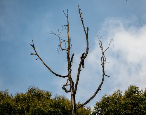 Free A solitary bird perched on a bare tree against a clear blue sky. Stock Photo