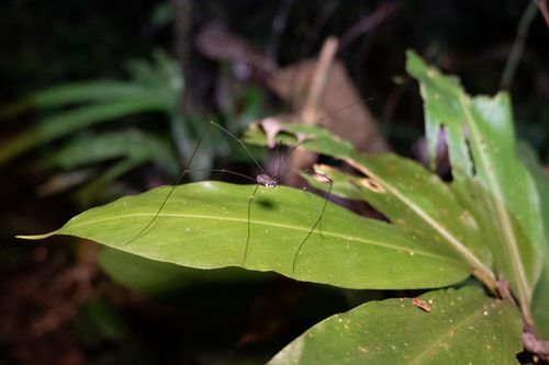 Free Close-up image of a harvestman spider perched on a green tropical leaf in a forest setting. Stock Photo