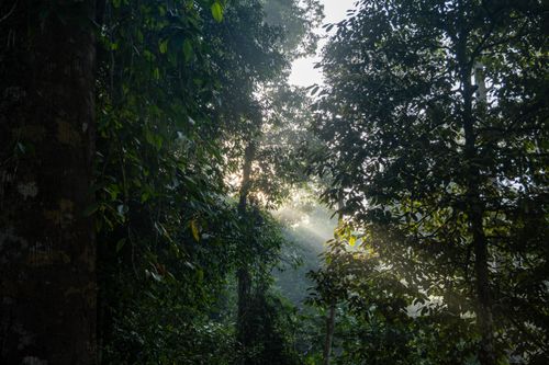 Free A tranquil forest scene with sunlight filtering through the trees, creating a serene atmosphere. Stock Photo