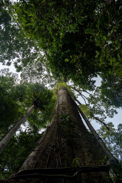Free A towering tree reaching skyward in a lush, verdant tropical rainforest, captured from below. Stock Photo