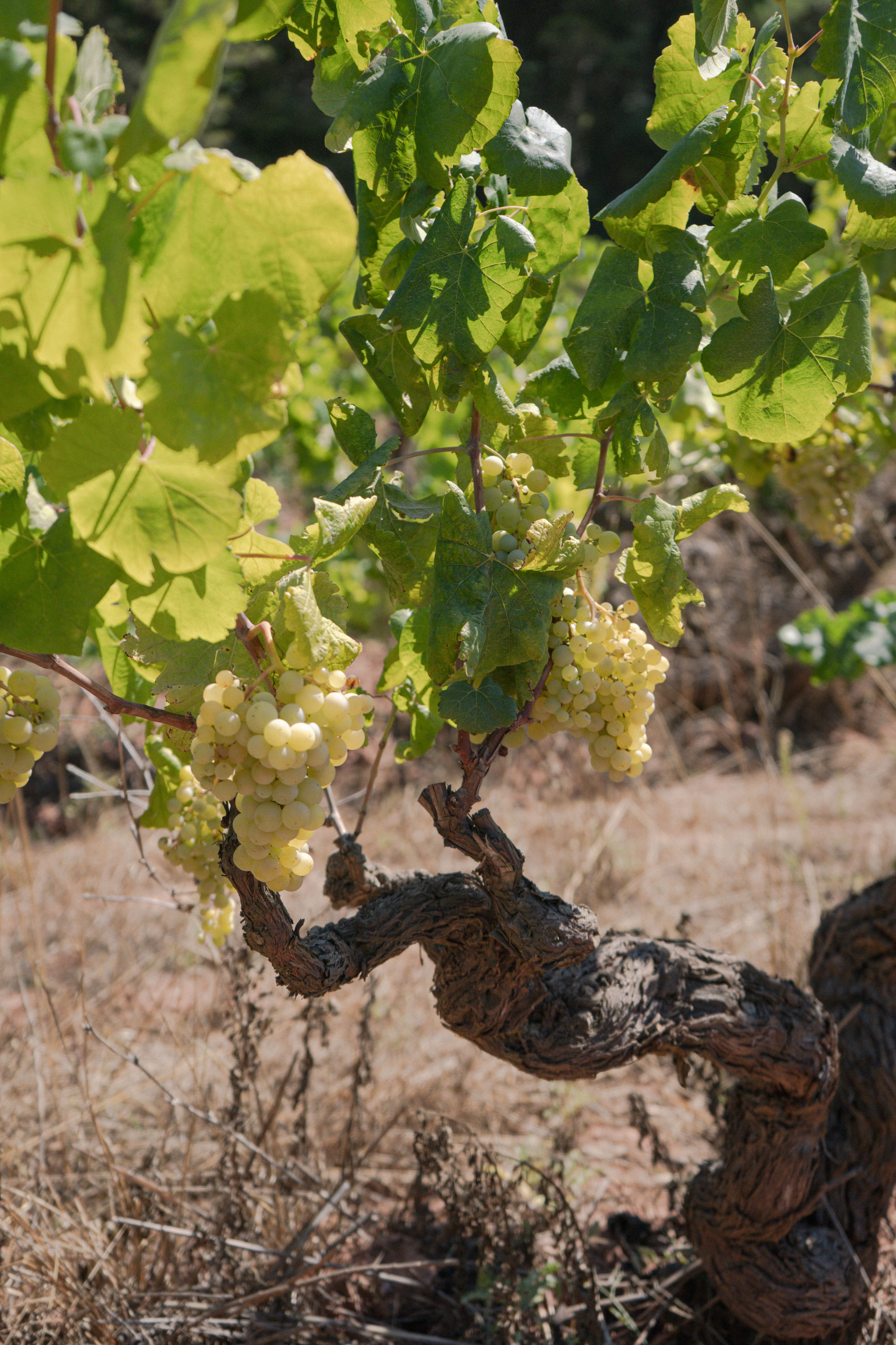 Close-up of green grapes on a sunlit vine in a Catalan vineyard during summer.