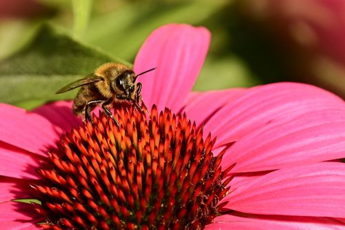 Free Honeybee collecting nectar from a vibrant pink echinacea flower under sunlight. Stock Photo