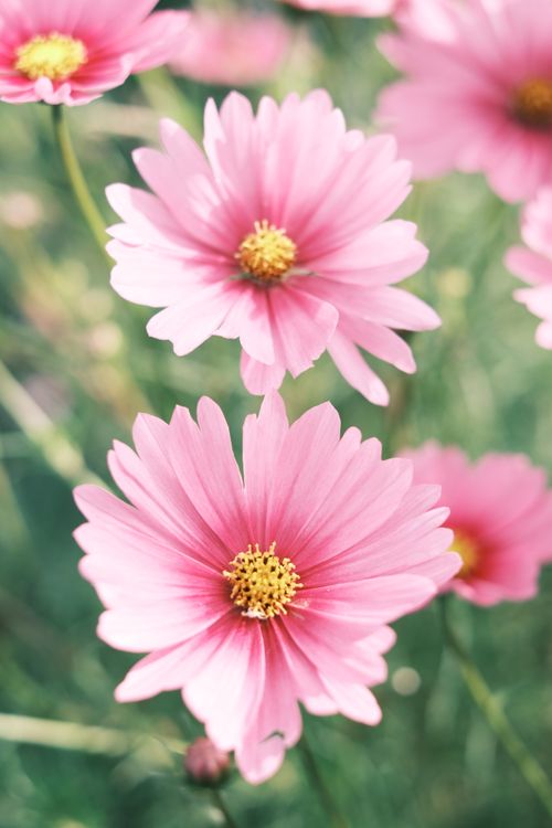 Free Close-up shot of pink cosmos flowers blooming with vibrant colors, ideal for floral-themed projects. Stock Photo