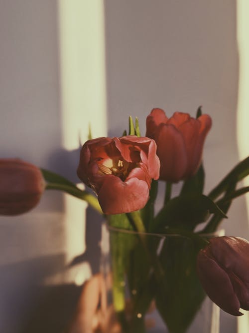 Free Red Tulip Flowers Stock Photo