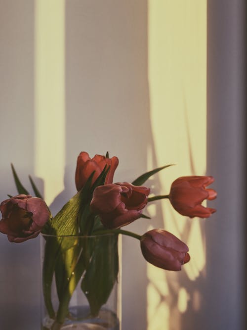 Red Tulips In Clear Glass Vase