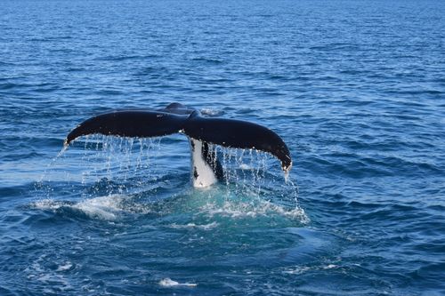 Free Majestic humpback whale tail splashing in the sea at Hervey Bay, Australia. Stock Photo