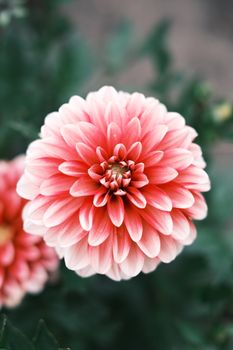 A detailed close-up of a blooming pink dahlia flower showcasing its intricate petals.