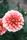 flower bloom