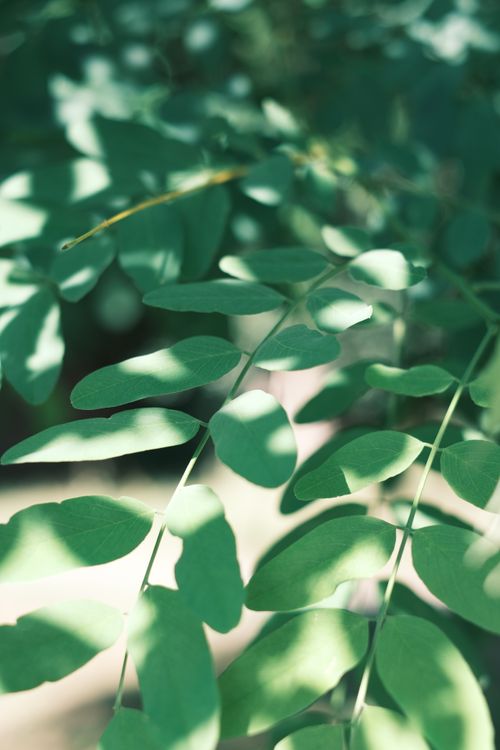 Free A composition of sunlit green leaves casting natural shadows, creating a calm atmosphere. Stock Photo