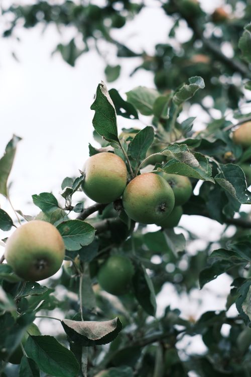 Free Close-up view of ripe apples hanging on a tree branch in an orchard setting, symbolizing harvest time. Stock Photo