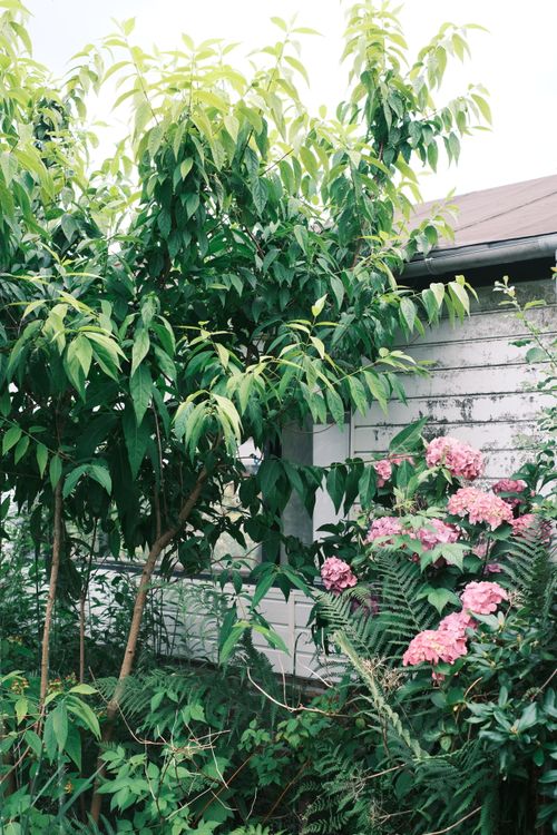 Free A lush garden scene featuring vibrant greenery and blooming pink hydrangeas against a rustic house wall. Stock Photo