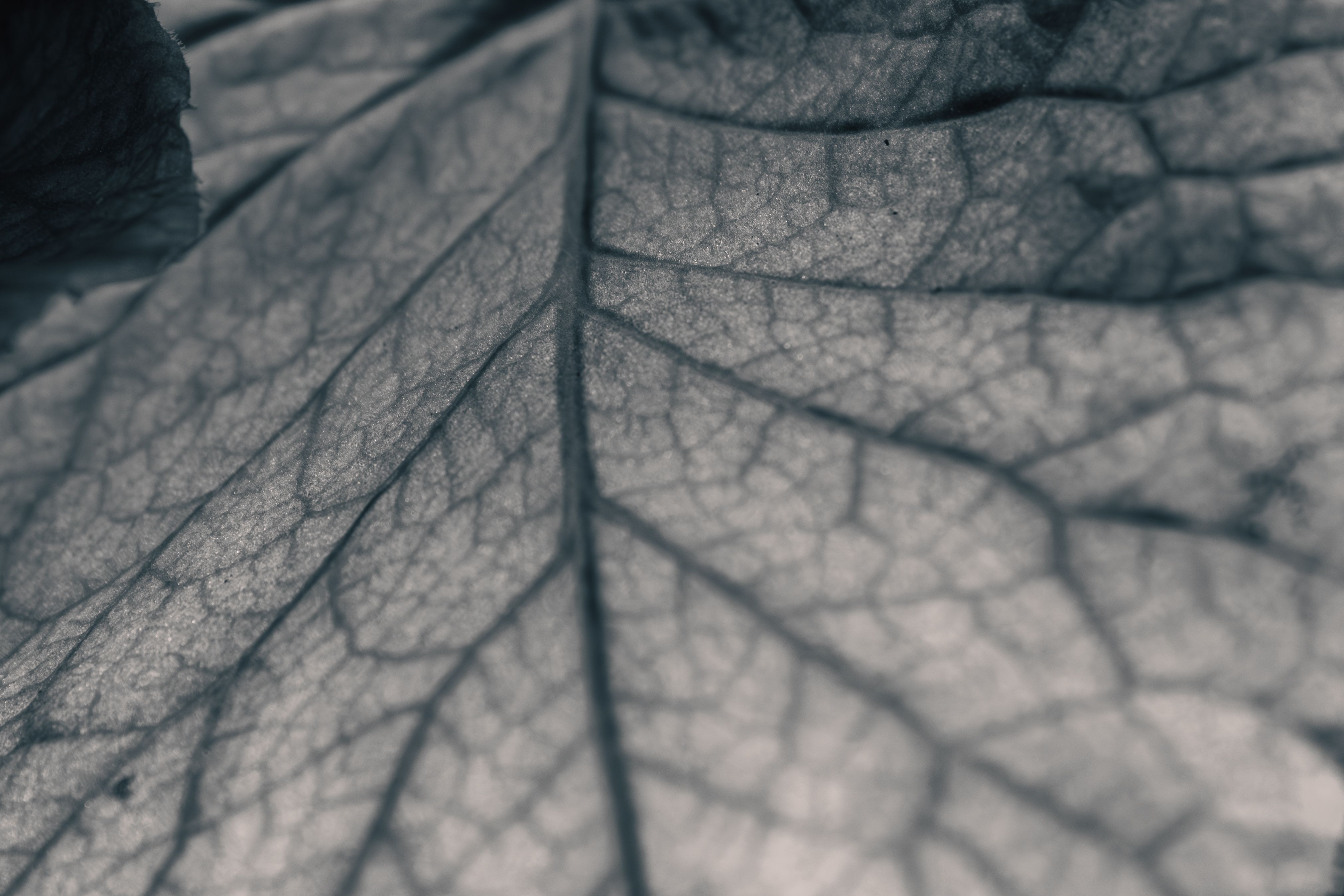Close-up of leaf veins showcasing intricate patterns in monochromatic tones.