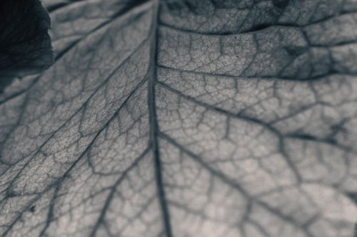 Free Close-up of leaf veins showcasing intricate patterns in monochromatic tones. Stock Photo