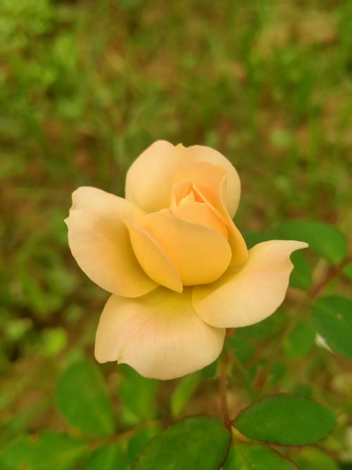 Free Elegant peach rose bloom surrounded by lush green leaves in a natural setting. Stock Photo