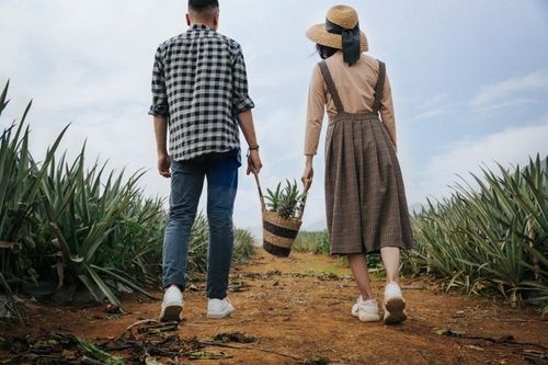 Free Couple walking through a pineapple farm in rural Vietnam, embodying countryside life. Stock Photo