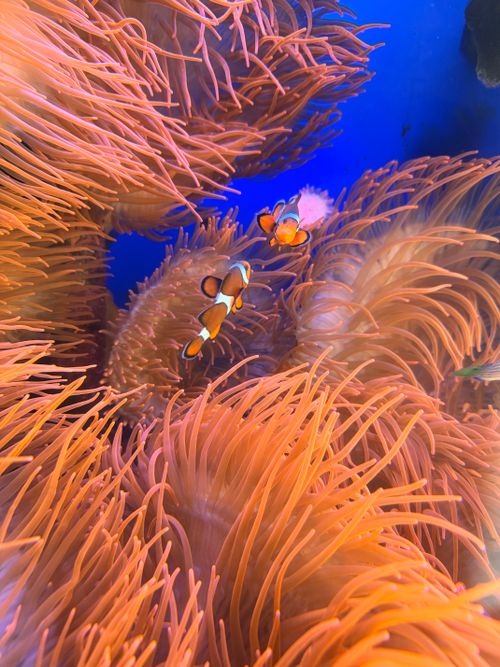 Free Colorful clownfish navigating through lush, vibrant sea anemones in a bright underwater habitat. Stock Photo