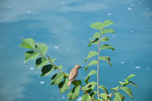 Free A sparrow perched on a leafy branch beside a calm blue lake in Austria. Stock Photo
