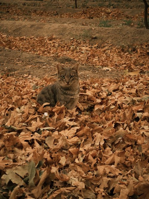 Free stock photo of adorable animal, adorable cat, adorable kitten Stock Photo