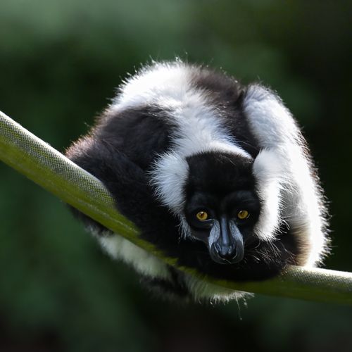 Free Close-up of a black and white ruffed lemur resting on a branch, showcasing its distinctive fur pattern and attentive expression. Stock Photo