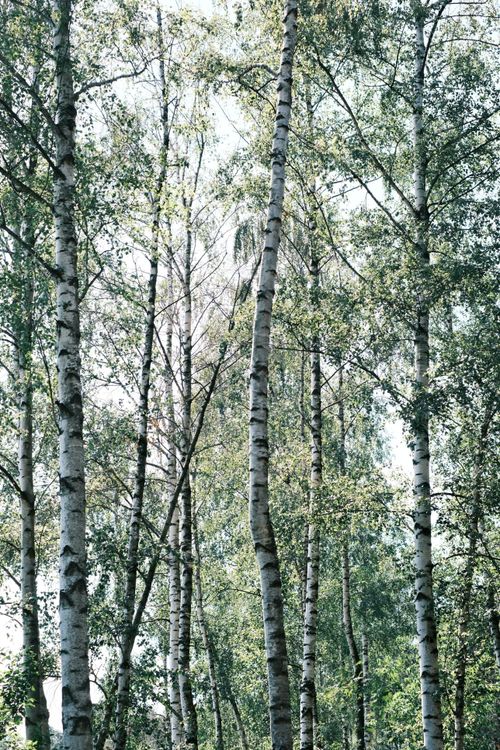 Free A tranquil view of a sunlit birch forest with tall trees and lush green leaves. Stock Photo