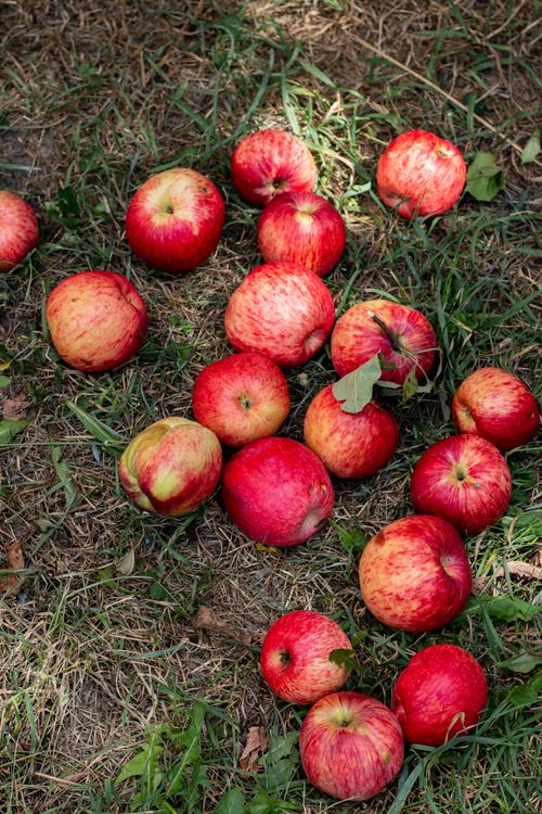 Free Vibrant red apples scattered on lush green grass, displaying natural freshness. Stock Photo